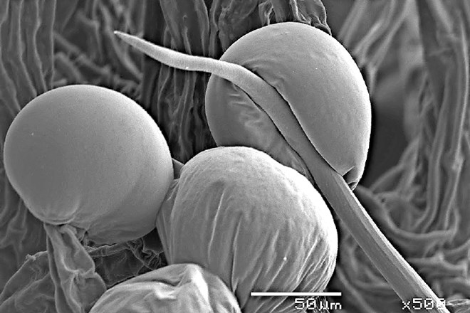 Konoplja pod mikroskopom
