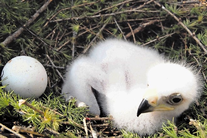 Varstveni ornitologi opažajo kraje mladih orlov iz gnezd.