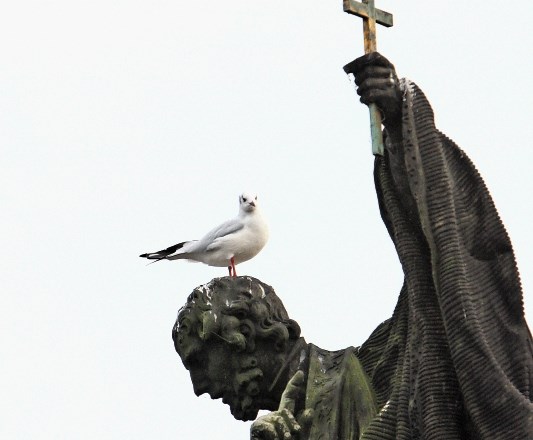 Ko je papež Frančišek v Vatikanu  v dobro miru v Ukrajini v let poslal dva bela goloba miru, je enega napadla vrana in enega...
