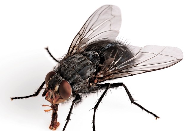 Oglasno sporočilo: Muhe so se prebudile - kako se jih lahko znebimo?