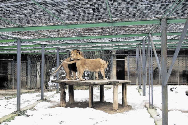 V Živalski vrt Ljubljana bodo vrnili kralja živali