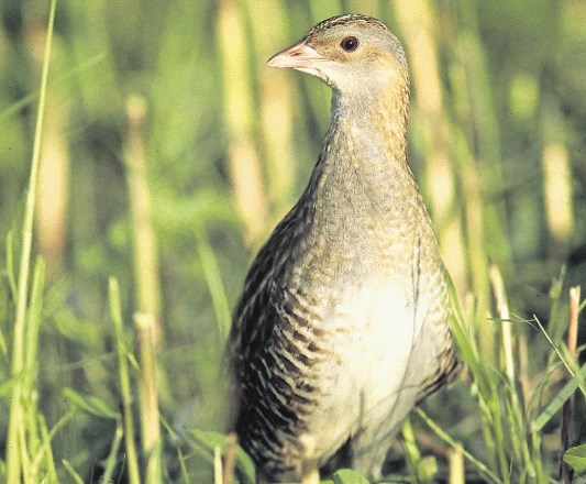 Kosec  ( Crex crex ) je travniška ptica selivka. Njegov življenjski prostor so pozno košeni travniki z visoko travo in to...