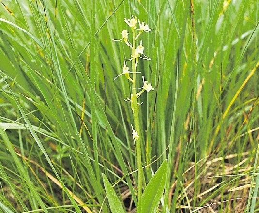 Loeselova grezovka ( Liparis loeselli ) je redka in ogrožena  ter zato z različnimi predpisi zavarovana orhideja...