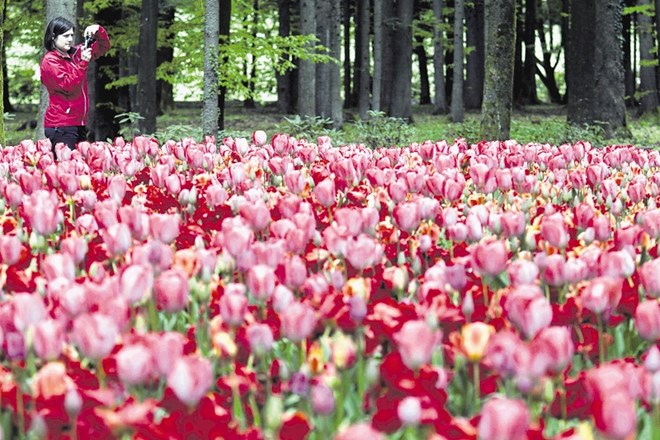 Polja tulipanov so se v Arboretumu v Volčjem Potoku že razcvetela.