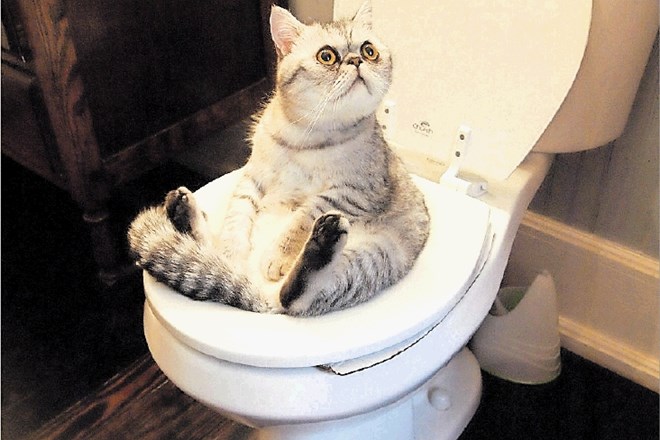 Uporaba mačjega stranišča ni poseben trik, je pa zato toliko večja umetnost, da  mačko navadimo na uporabo toaletne školjke.