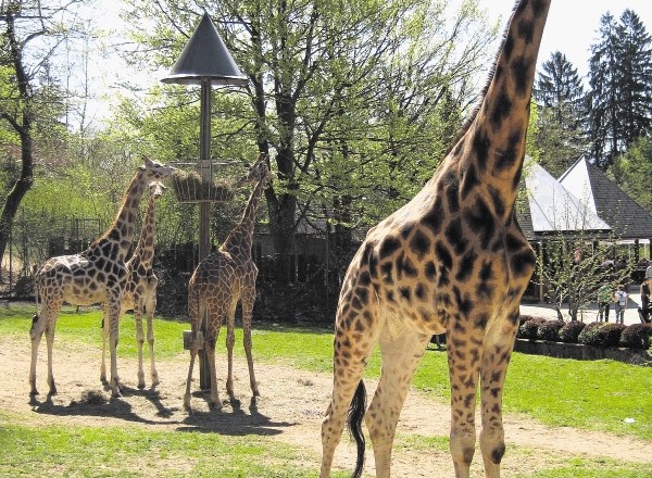 Samec Reinhold (v ospredju) je bil najvišji, najtežji in najstarejši v družini žiraf ljubljanskega živalskega vrta.