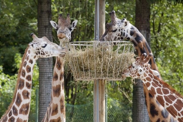 Smrt v živalskem vrtu: Za žirafjega samca Reinholda so bila najbrž usodna spolzka tla