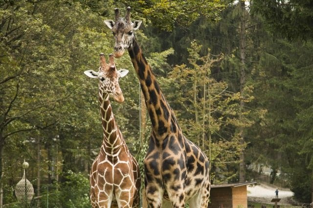 Smrt v živalskem vrtu: Za žirafjega samca Reinholda so bila najbrž usodna spolzka tla