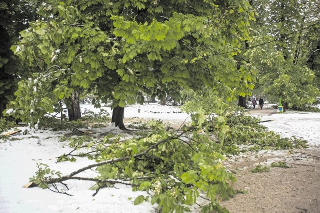 Kostanjevi drevoredi v parku Tivoli so včeraj kazali žalostno podobo. Drevesa, ki so se pred komaj nekaj dnevi okitila z...