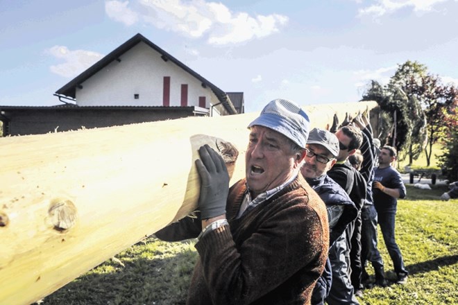 Postavljanje mlaja na tradicionalni način v krajevni skupnosti Bevče pri Velenju