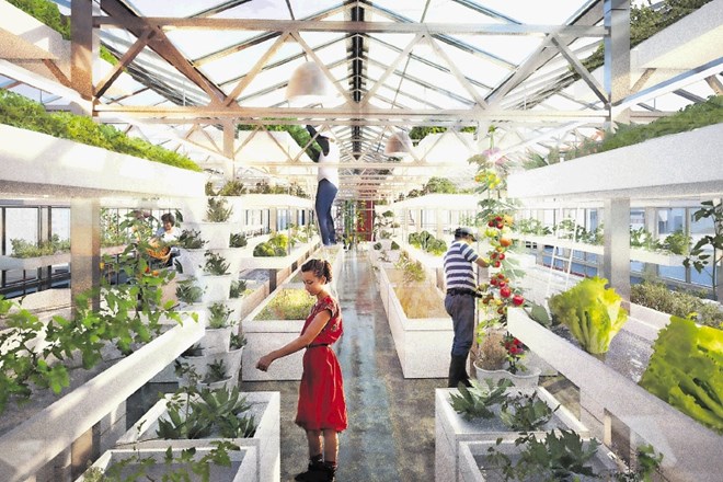 Na strehi nekdanje stavbe Philipsa v nizozemskem Haagu bodo  konec maja odprli največji urbani akvaponični vrt v Evropi.