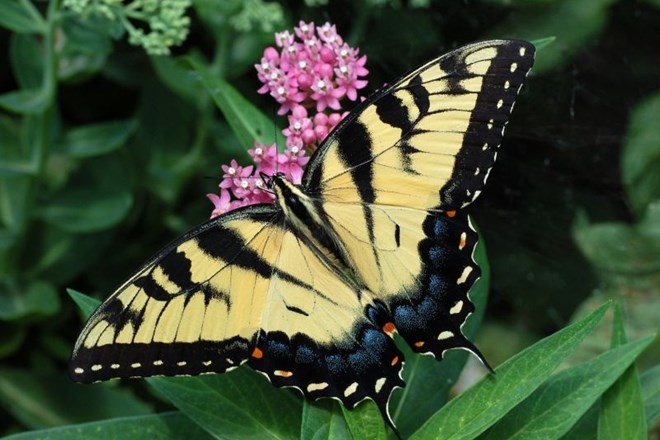 Z informacijskimi tablami do boljše zaščite ogroženega metulja