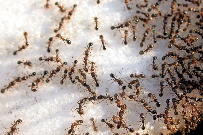 Mravlje: neprijetni pomladanski obiski