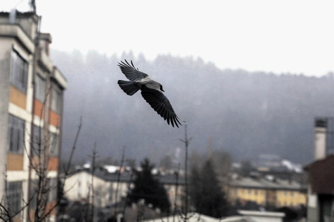 Vrane niso le nadloga. Če napadejo, lahko človeka močno poškodujejo. V Zagrebu  je vsako leto  nekaj takih primerov.