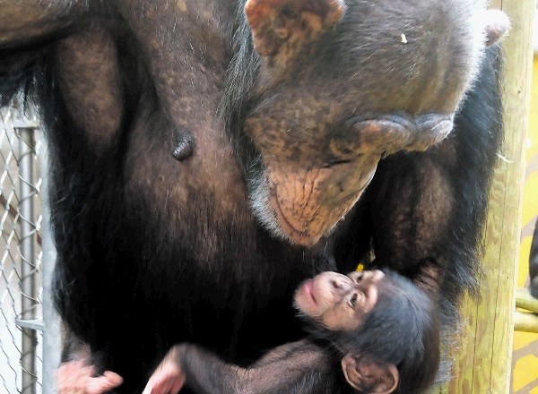 Mala šimpanzinja Leona se trenutno najraje stiska v maminem naročju.