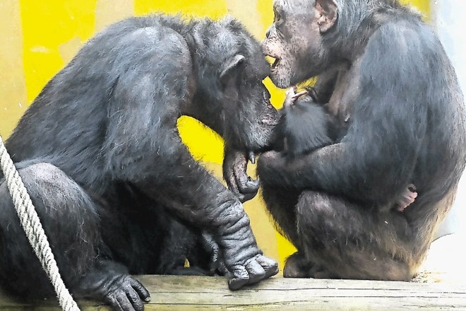 Šimpanz Boris se je izkazal kot skrben oče.