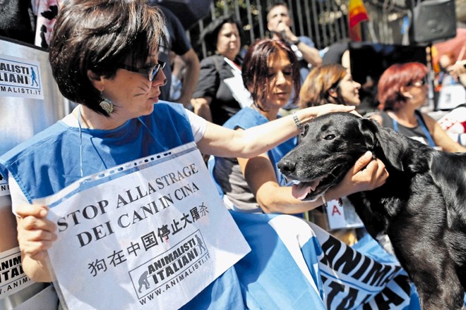 Aktivisti pred kitajskim veleposlaništvom zahtevajo ukinitev festivala pasjega mesa, peticijo pa je podpisalo že več kot 2,5...