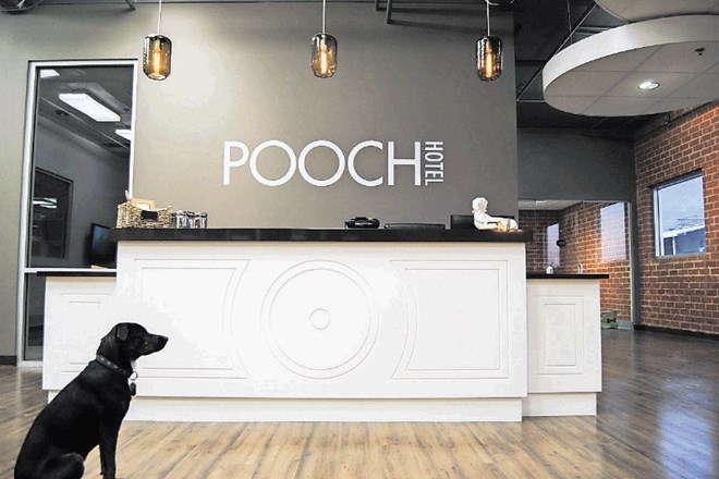 Luksuz za pasjega gosta v hotelu Pooch stane sto dolarjev na noč.