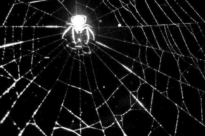 Ob svetovnem dnevu pajkov in muh: Tam je moja žival, ki že tako dolgo čaka name 
