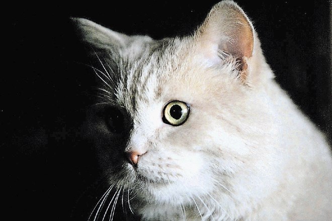 Mačke so, kar zadeva vid, od ljudi boljše predvsem v mraku.