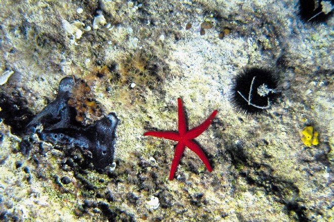 Poleg polžev in školjk lahko na morskem dnu pogosto opazimo morske ježke, morske zvezde in spužve.