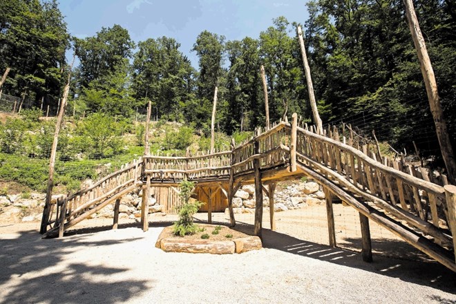 Obiskovalci živalskega vrta bodo alpske kozoroge lahko po novem opazovali tudi z lesenega podesta.