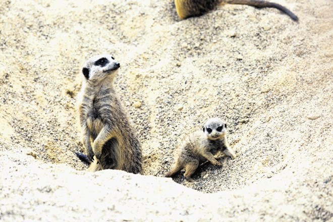 Podmladek pri surikatah v ljubljanskem živalskem vrtu