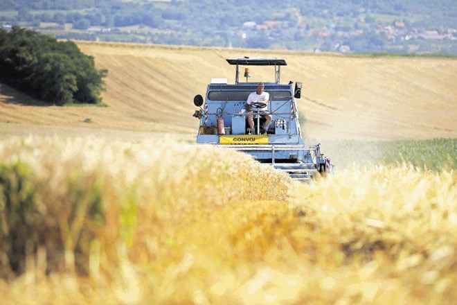 Jeseni so kmetje s pšenico in piro, ki sta najpomembnejši krušni žiti, posejali   štiri odstotke več površin kot leto prej.