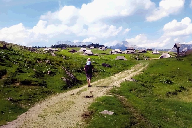 Z Dnevnikom na izlet na Veliko planino: pastirska romantika med kravjaki in cvetočimi skalnjaki
