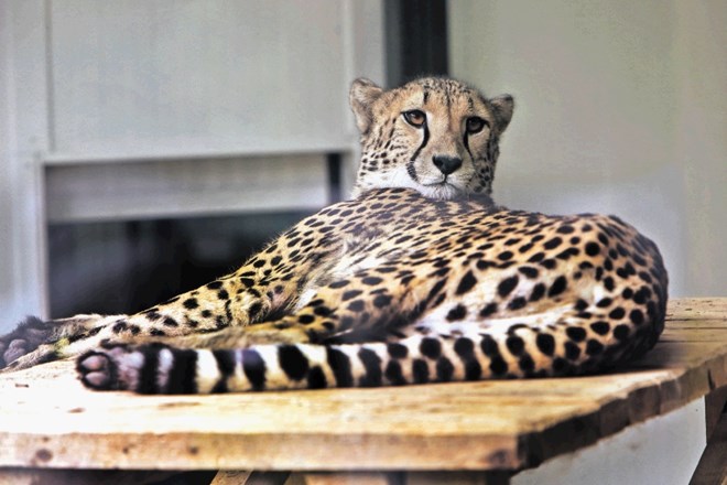 Svea (na sliki) je glavna v ogradi gepardov živalskem vrtu, vendar pa je zaradi neprijetnih spominov iz mladosti manj...
