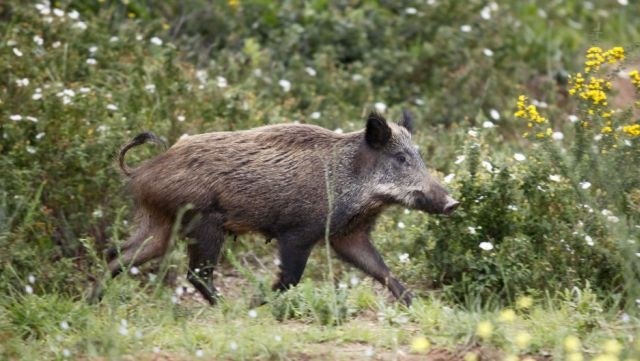 Toskanska divja svinja (Foto: Reuters)