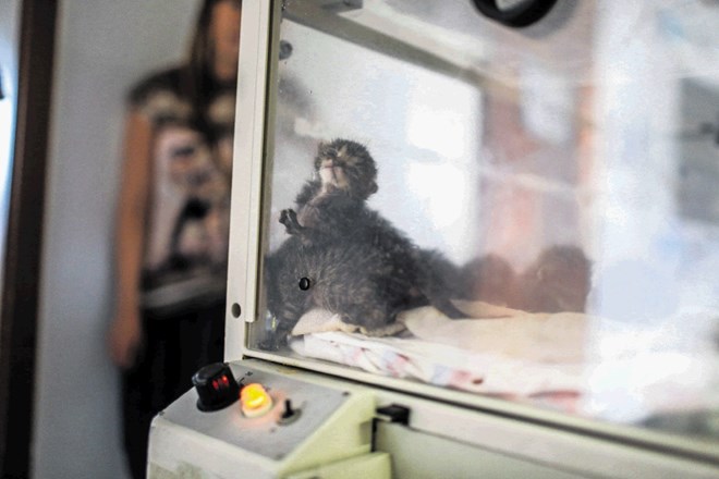 V inkubatorju, ki ga je prispevala kranjska porodnišnica, se trenutno greje šest le nekaj dni starih mačjih mladičkov, ki so...