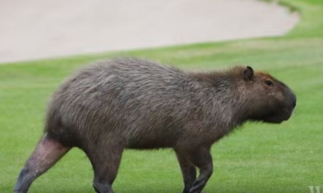 Voda ob golf igriščih je tja privabila kapibare. (Foto: youtube)