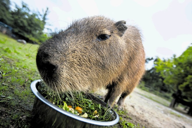 Ob sveži travi in zeliščih kapibaram teknejo še posladki, kot so pesa, jabolka in korenček.