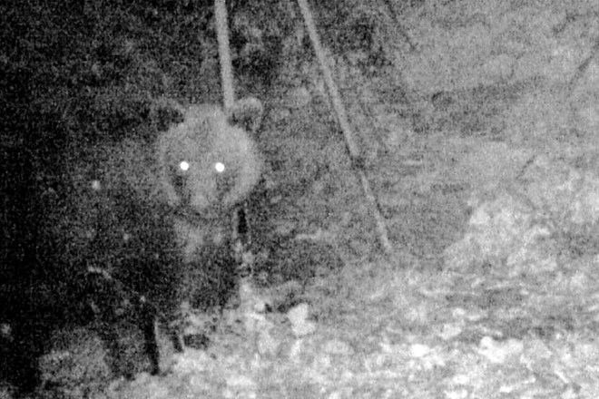 Medved se je lani in v začetku letošnjega leta zadrževal tudi na Kambreškem nad desnim bregom Soče. Trenutno ga na tem...