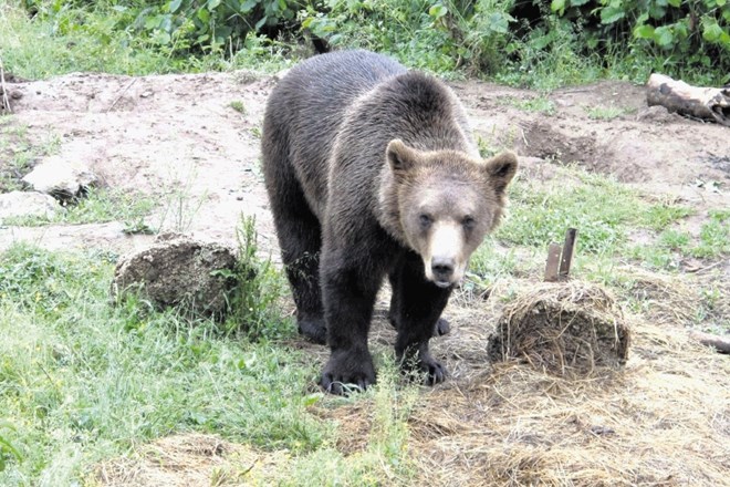 V Zgornjem Posočju je letos pet medvedov, na severnem Primorskem pa okoli 40. Največ v osrednjem območju Trnovskega gozda.