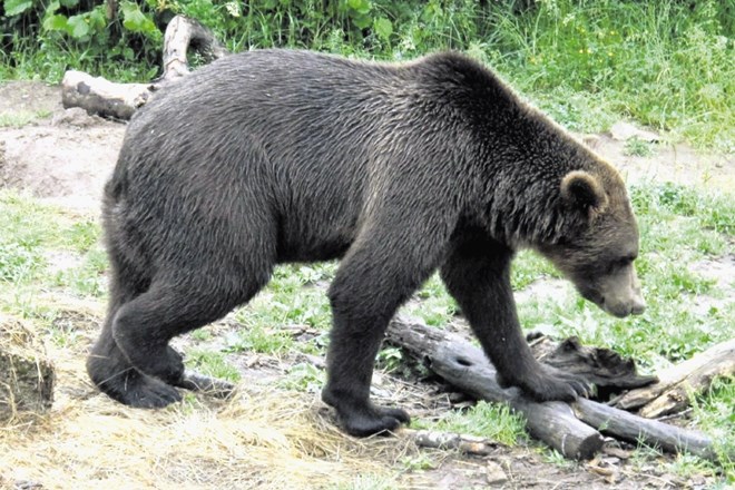 Pred dvema letoma je medved lomastil po Starijskem vrhu nad Kobaridom, kjer je pokončal okoli 100 ovac, dodobra pa je...