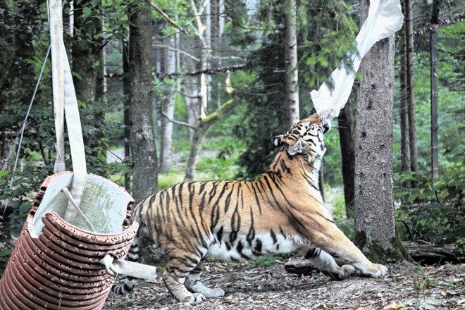 Oskrbniki tigroma po ogradi skrijejo koščke mesa, ki jih morata živali poiskati in si jih nato tudi izboriti na primer iz...