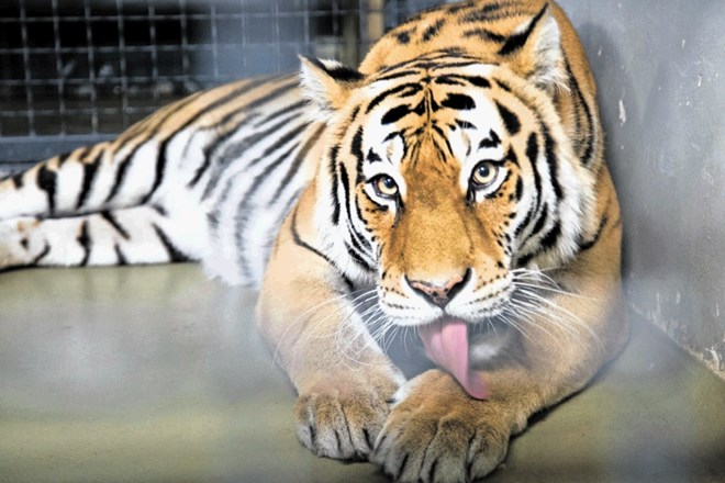 Čeprav je tigrica Vita prijazno pozdravila svojega oskrbnika, pa je Matija Ramšak nemudoma opozoril, da so tigri nevarne...