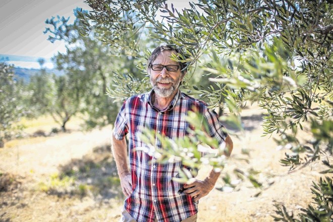 »Okrog 98 odstotkov oljk gre v olje, vendar obstaja tudi tradicija pridelave namiznih oljk,« pravi  Vanja Dujc.