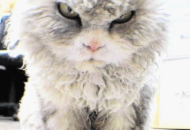 Pompozni Albert, mačja zvezda, ki ubija s pogledom