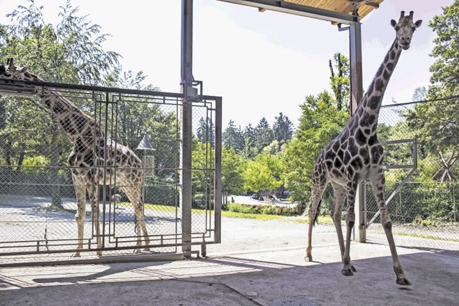Obiskovalci ljubljanskega živalskega vrta lahko v ogradi, kjer bivajo žirafe, zdaj opazujejo le žirafja samca Rastka in...