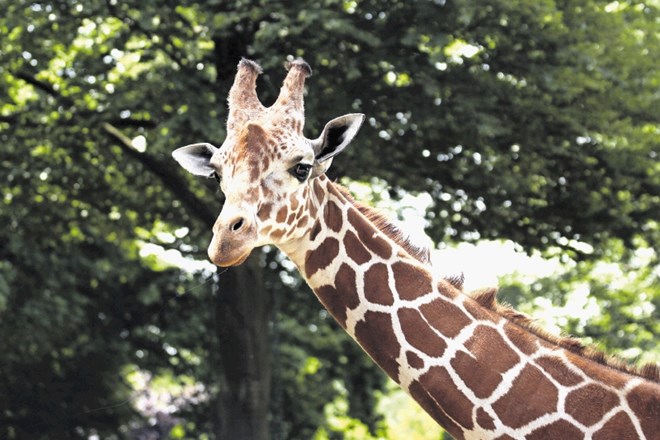 Potem ko je zaradi nesrečnega spleta okoliščin aprila poginil žirafji samec Reinhold, so se v živalskem vrtu konec avgusta...