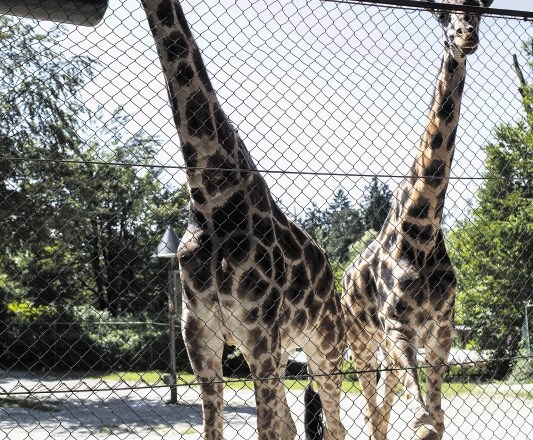Obiskovalci ljubljanskega živalskega vrta lahko v ogradi, kjer bivajo žirafe, zdaj opazujejo le žirafja samca Rastka in...
