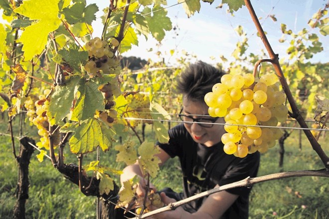 Pri Tementih v Podgorcih se je trgatev v soboto šele začela. Z obiranjem poznih sort grozdja bodo počakali še vsaj tri...