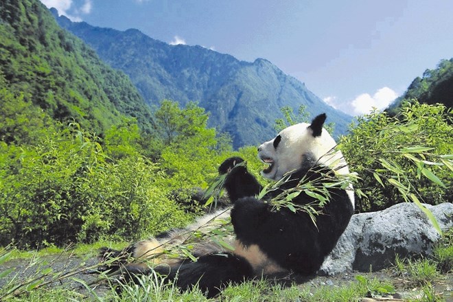 V 80. letih prejšnjega stoletja je bilo na svetu le še 1200 pand, danes jih je okoli 2000 in so uvrščeni v skupino ranljivih...