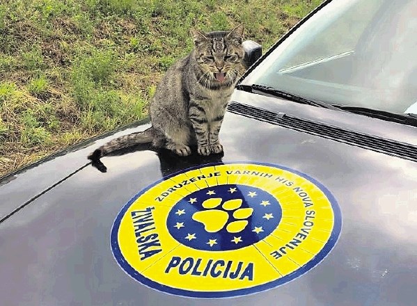 Živalska policija deluje v okviru Združenja varnih hiš Nova Slovenije, pri katerem uporabljajo modro-rumeno oznako, po novem...