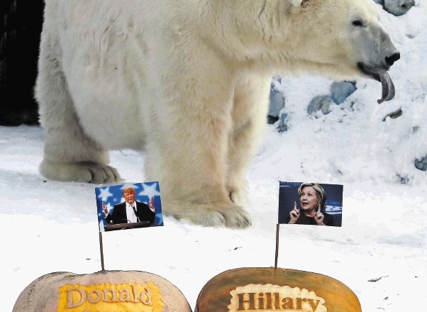 Američani so razdeljeni, komu zaupati vodenje države, v živalskem vrtu v sibirskem Krasnojarsku pa je polarni medved Feliks...