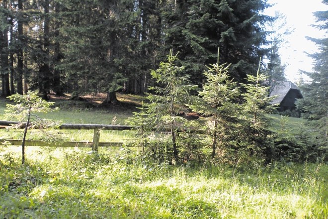 Slovenska gozdarska stroka je bila v tistem času vodilna v svetu