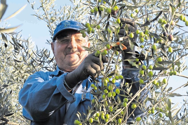 Konrad Beltram - Korado ima v Stari Gori več kot 100 oljčnih dreves.